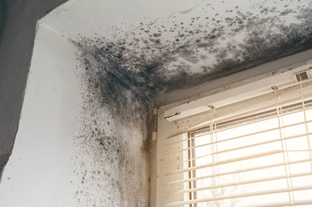 Trusted Commercial Mold Remediation service in Hillsdale, MI - Cheap Mold Removal